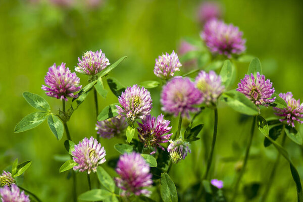 Дикие цветы клевера на лугу в природе - изображение с мягким фокусом
