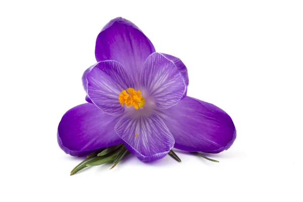 Crocus Een Van Eerste Lentebloemen Witte Achtergrond — Stockfoto