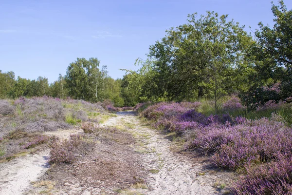 Heathland Parku Narodowym Maasduinen Holandii — Zdjęcie stockowe