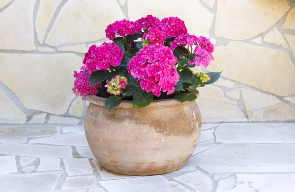 Flores Hortensia Una Olla Barro — Foto de Stock