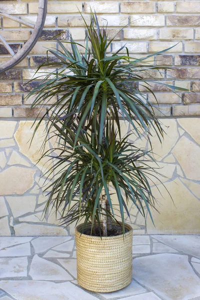 Dracaena Marginata Цветочном Горшке — стоковое фото