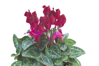 Siklamen beyaz üzerine izole