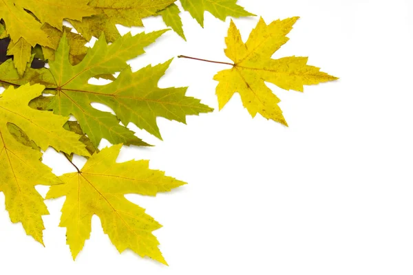 Herbst Ahorn Blätter Auf Weißem Hintergrund — Stockfoto
