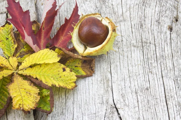 Chestnut Autumn Leaves — Stock Photo, Image