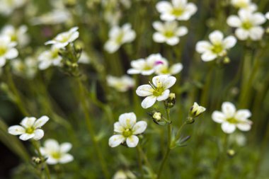 Küçük beyaz çiçekleri olan güzel, soyut bir arka plan. Yumuşak odaklı fotoğraf