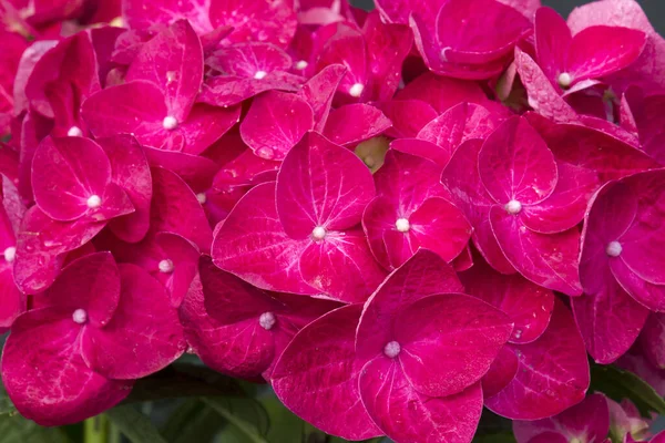 Kırmızı Hortensiya Çiçekleri Yakın Çekim — Stok fotoğraf