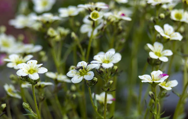 Lovely Abstract Background Tiny White Flowers Soft Focus Photo — Stock Photo, Image