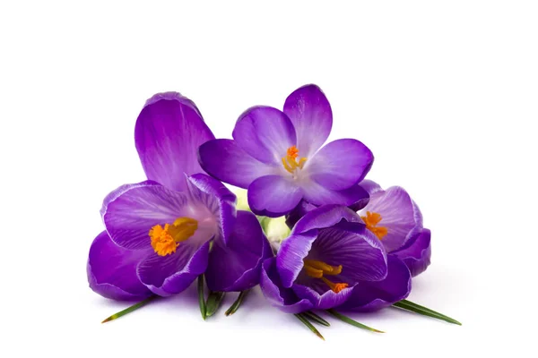 Krokus Första Våren Blommor Vit Bakgrund — Stockfoto