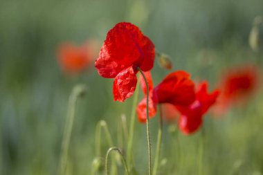 yabani gelincik çiçekleri - yumuşak odak