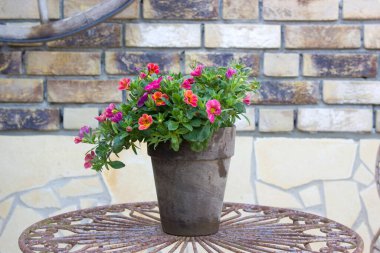 Akdeniz tarzında bahçede güzel bir yer. Masada petunya var.