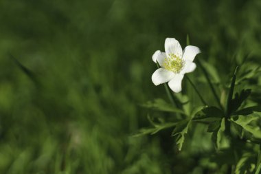 çiçek Anemone nemorosa