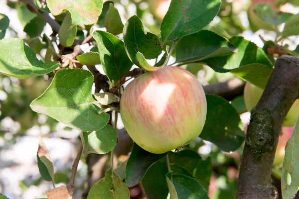Maçã com maçãs vermelhas. A macieira no jardim. Frutos do jardim de verão. Maçãs verdes na árvore. Colheita de maçãs. Maçãs vermelhas em um jardim em um dia de sol. Branch árvore de maçã com maçãs e le — Fotografia de Stock