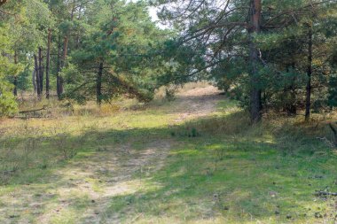 Vintage orman arka plan / iğne yapraklı orman sonbaharda yürümek.