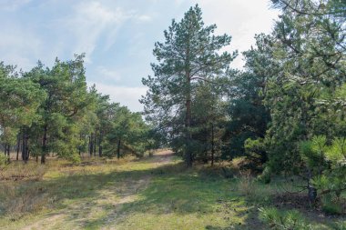 Vintage orman arka plan / iğne yapraklı orman sonbaharda yürümek.