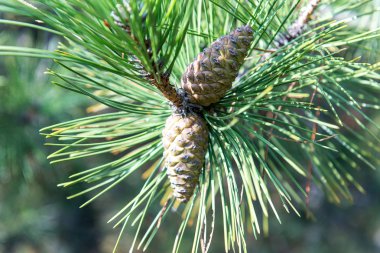Vintage orman arka plan / iğne yapraklı orman sonbaharda yürümek.