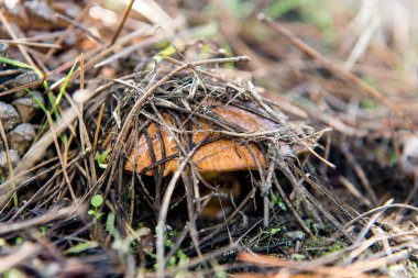 Küçük yenilebilir mantar Yağlılar orman iğneler altında.