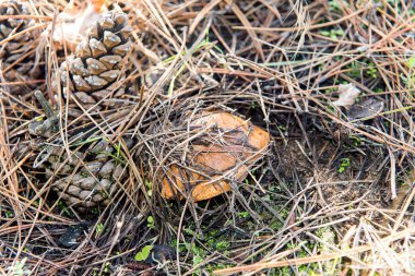 Küçük yenilebilir mantar Yağlılar orman iğneler altında.