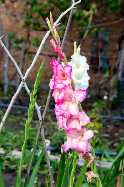 Bahçe sonbaharda narin pembe Glayöl çiçek.