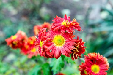 Çiçekler, çiçekler krizantem, krizantem duvar kağıdı, Kasımpatı sonbahar, krizantem yıllıkları, krizantem resimler, krizantem resimler, krizantem fotoğraf,