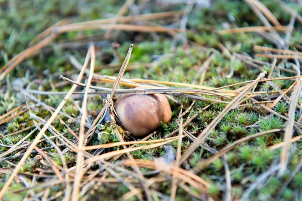 Piccoli grassi commestibili ai funghi sotto gli aghi della foresta . — Foto Stock