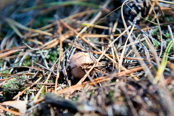 Grasas de champiñones comestibles pequeñas bajo agujas forestales . — Foto de Stock