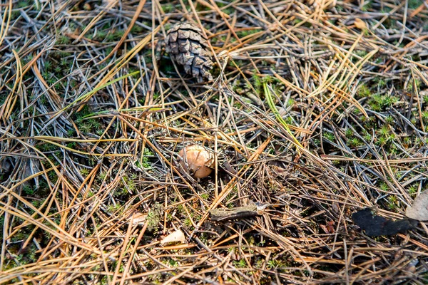 Grasas de champiñones comestibles pequeñas bajo agujas forestales . — Foto de Stock