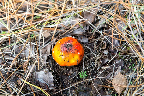 Amanita muscaria (Fly Agaric o Fly Amanita). Champiñón rojo en agujas de abeto y conos . — Foto de Stock