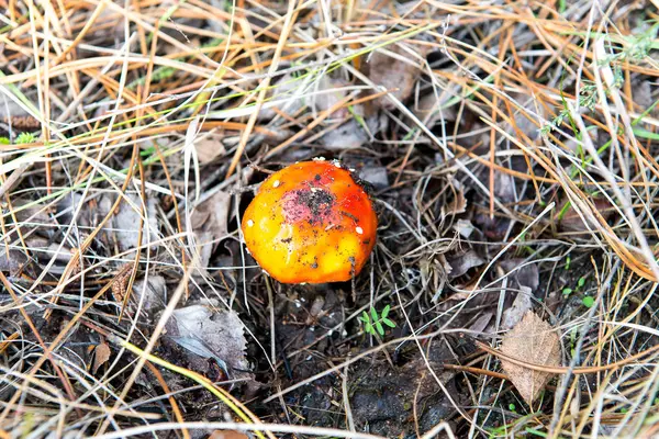 Amanita muscaria (Fly Agaric o Fly Amanita). Champiñón rojo en agujas de abeto y conos . — Foto de Stock