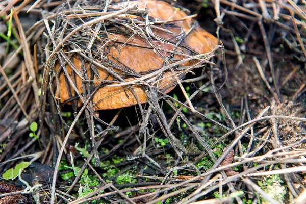 Grasas de champiñones comestibles pequeñas bajo agujas forestales . — Foto de Stock