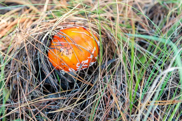 Amanita muscaria (Fly Agaric o Fly Amanita). Champiñón rojo en agujas de abeto y conos . — Foto de Stock