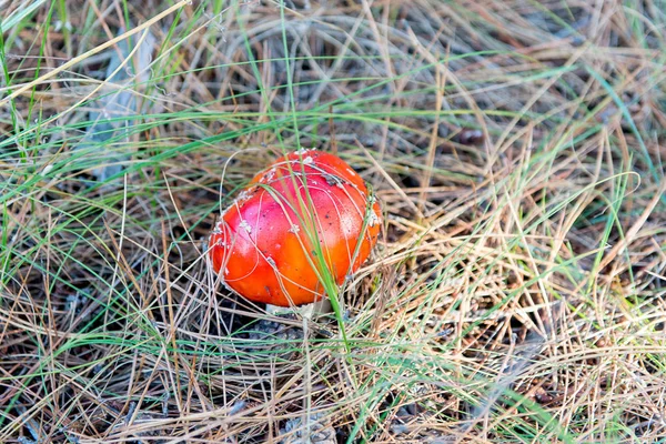 Amanita muscaria (Fly Agaric o Fly Amanita). Champiñón rojo en agujas de abeto y conos . — Foto de Stock