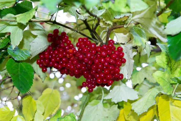 Tak van rode viburnum in de tuin. Heldere rode viburnum bossen in de herfst tuin. Collectie van raspberry oogst. — Stockfoto