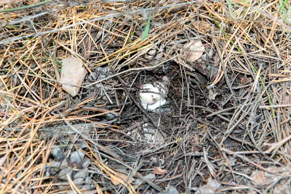 Мелкие съедобные грибные смазки под лесными иглами . — стоковое фото