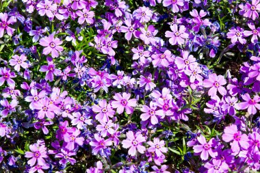 Phlox subulata, cüce phlox, moss phlox, moss pembe, dağ phlox