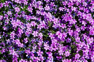 Phlox subulata, cüce phlox, moss phlox, moss pembe, dağ phlox