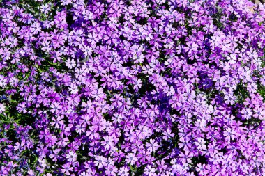 Phlox subulata, cüce phlox, moss phlox, moss pembe, dağ phlox