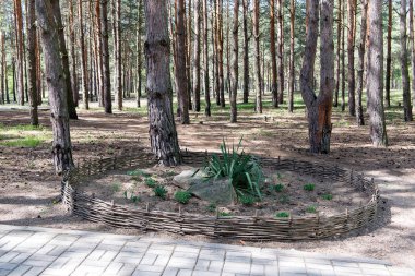 Hardy yucca fiber çiçekli önce. Yucca filamentosa. Parkta flowerbed büyüyen yucca bush