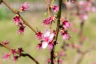 Şeftali bir çiçek şube bahar