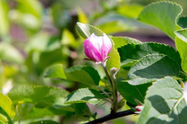 Bahar kokulu çiçekli elma ağaçlarının bahçede.