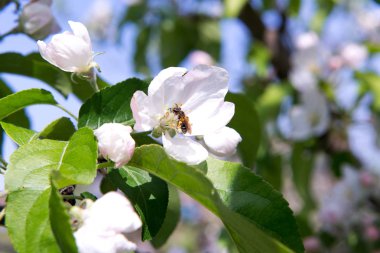 Bahar kokulu çiçekli elma ağaçlarının bahçede.