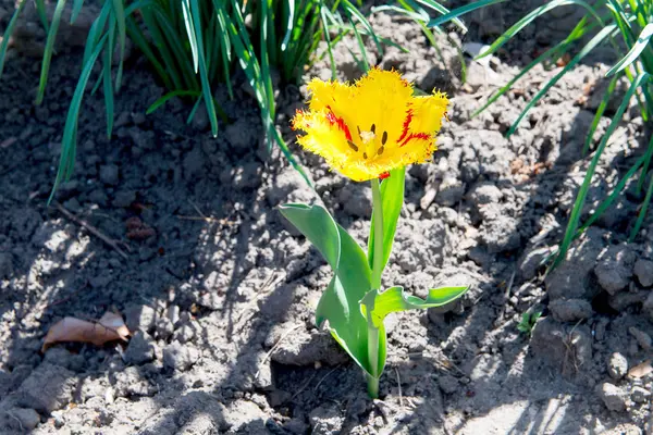 Floração tulipa amarela crescendo no canteiro de flores no parque — Fotografia de Stock