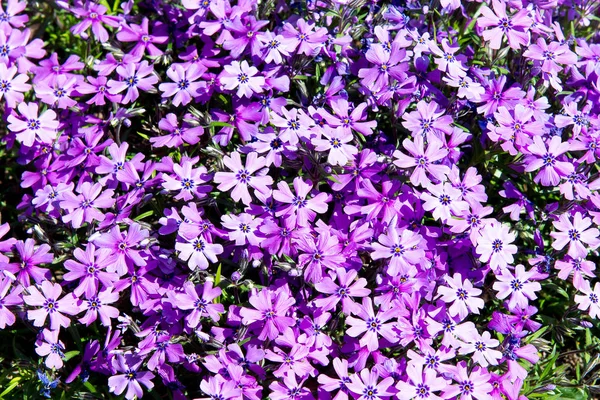 Phlox subulata, dwarf phlox, moss phlox, moss pink, mountain phlox — Stock Photo, Image