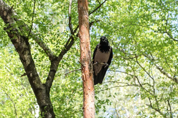 Corvo grigio-nero seduto su un albero in un boschetto di betulle — Foto Stock
