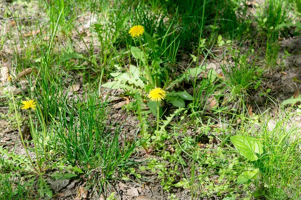 Pissenlits jaunes dans la prairie — Photo