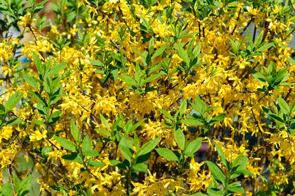 Hor çiçeği bush parkta baharda çiçek açan