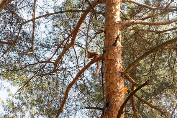 La curiosa ardilla en un tronco de pino — Foto de Stock