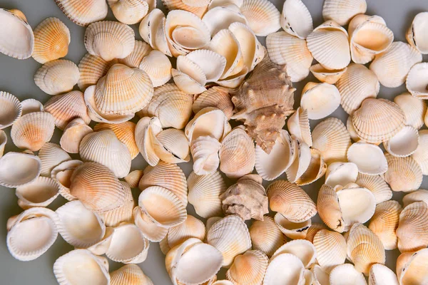 Conchas dispersas e contas de vidro coloridas. Pérola Pérolas em conchas, memórias do feriado junto ao mar — Fotografia de Stock