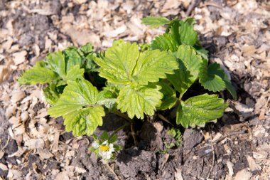 Kök üzerinde birkaç çilek çiçekler. Çilek çiçekler. Yeşil bush bahar çilek çiçeklenme. Çiçek açan çilek. Seçici odak. Doğal yeşil bulanık bahar arka plan.