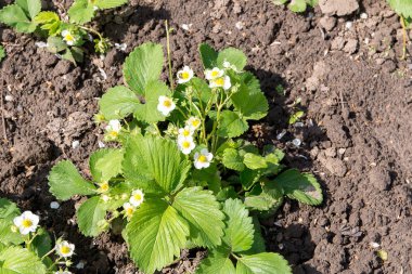 Kök üzerinde birkaç çilek çiçekler. Çilek çiçekler. Yeşil bush bahar çilek çiçeklenme. Çiçek açan çilek. Seçici odak. Doğal yeşil bulanık bahar arka plan.