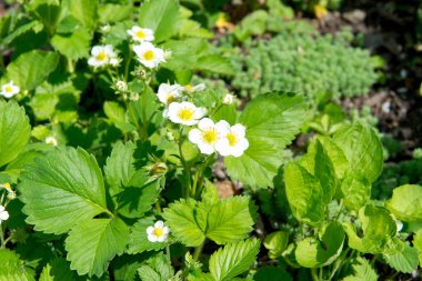 Kök üzerinde birkaç çilek çiçekler. Çilek çiçekler. Yeşil bush bahar çilek çiçeklenme. Çiçek açan çilek. Seçici odak. Doğal yeşil bulanık bahar arka plan.